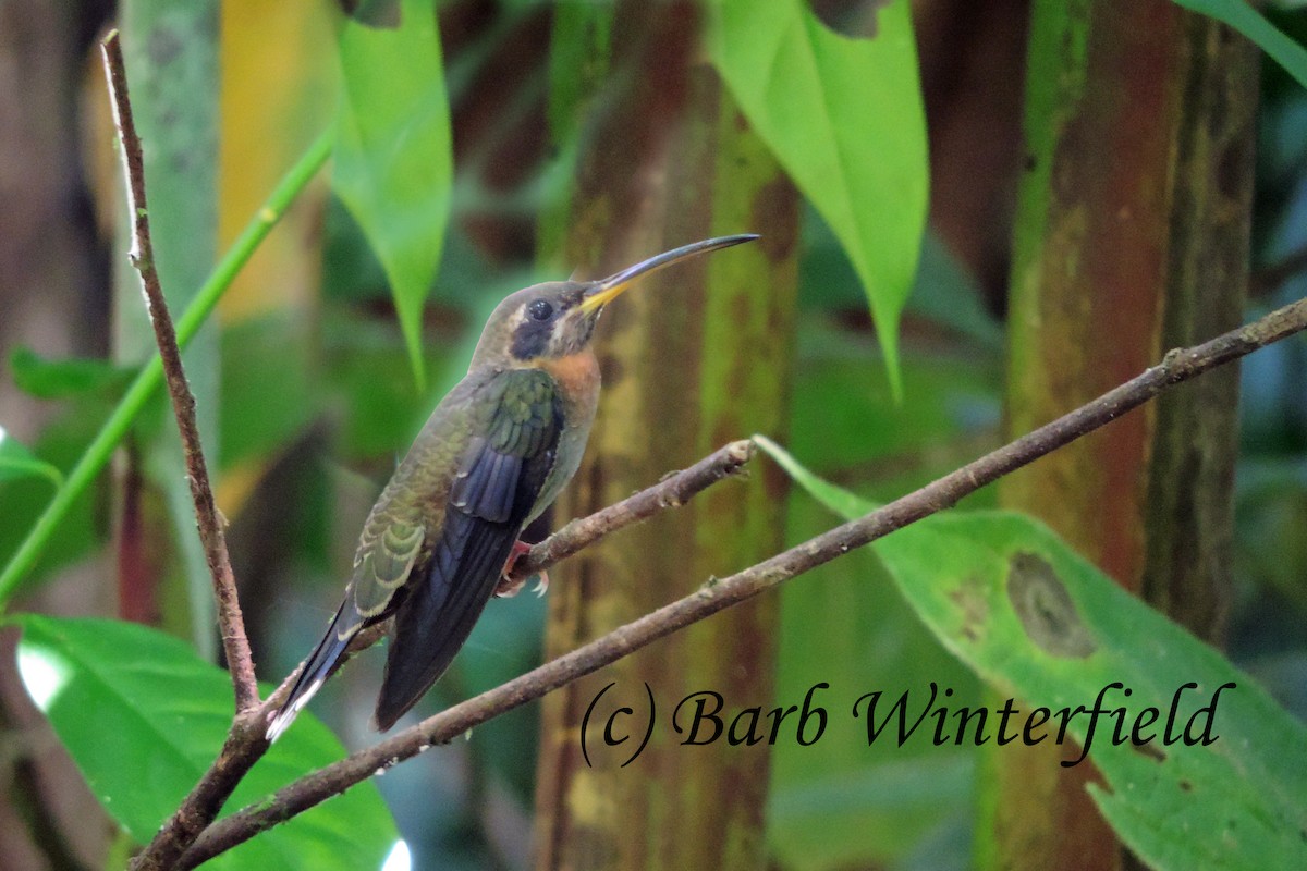 Band-tailed Barbthroat - ML204692101