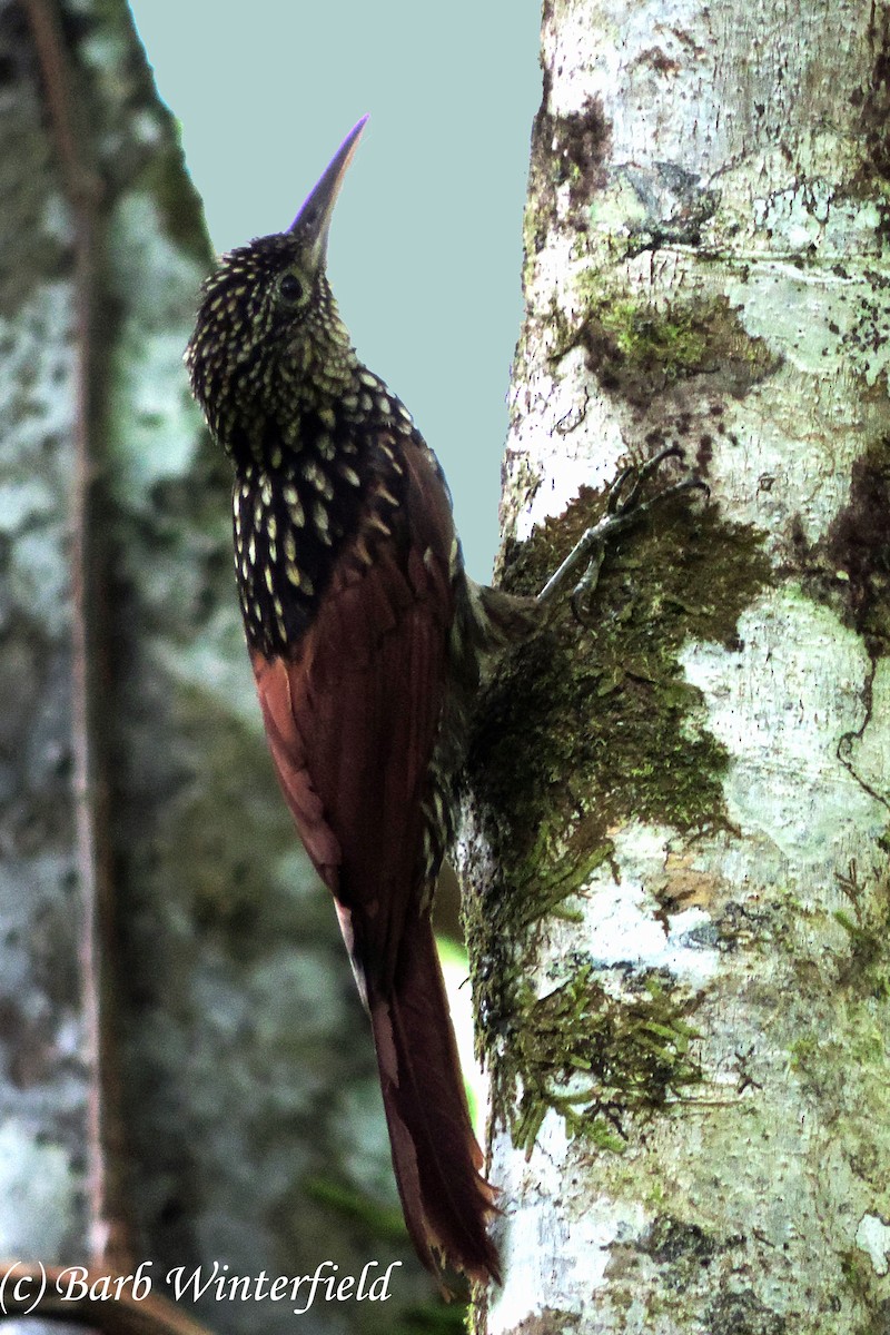 Black-striped Woodcreeper - Barbara Winterfield