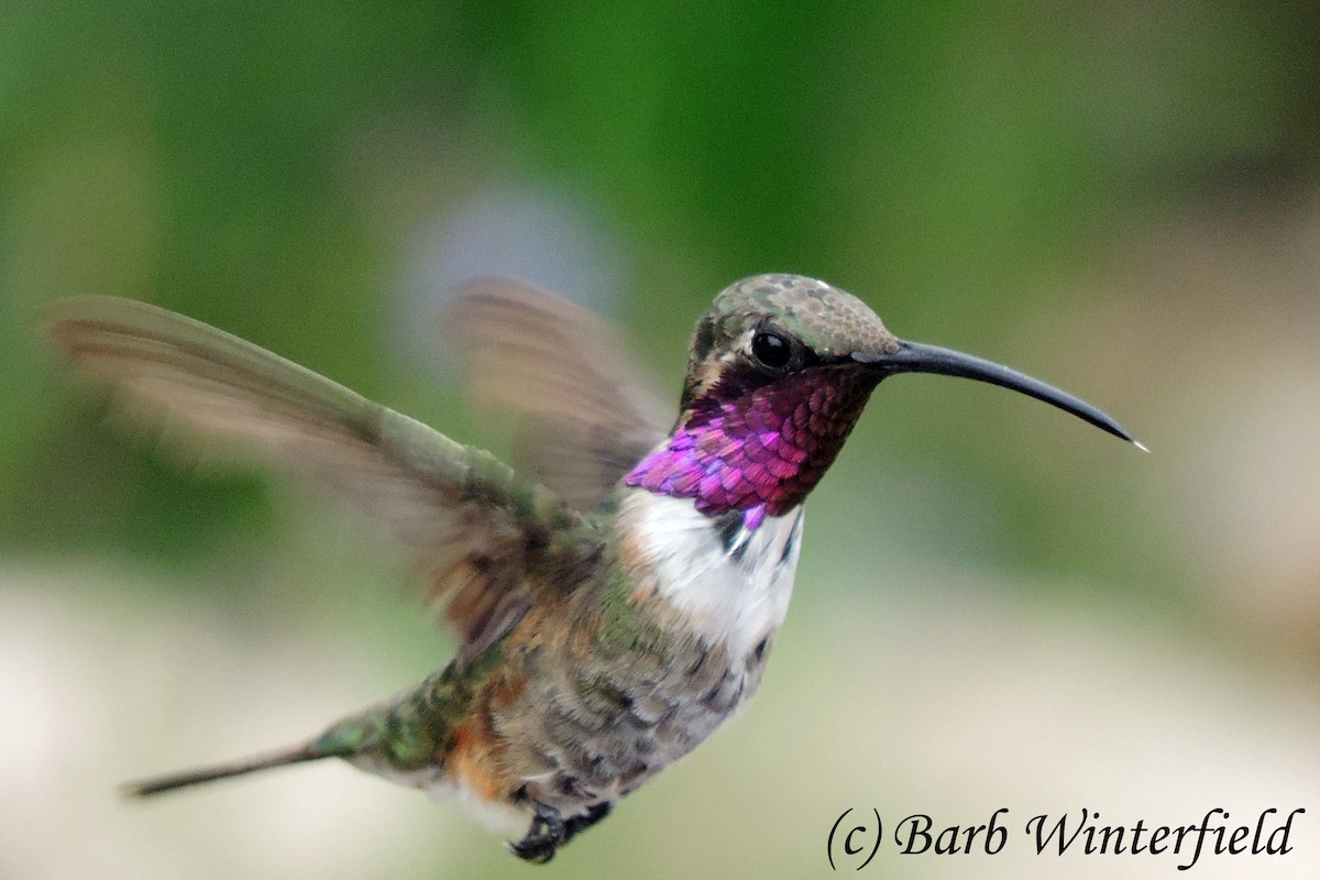 kalypta zelenoboká - ML204692151