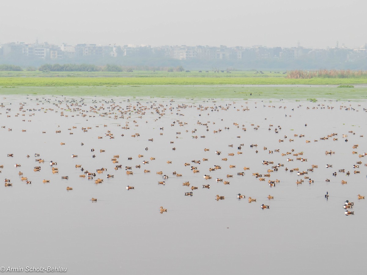 Northern Shoveler - ML204692201