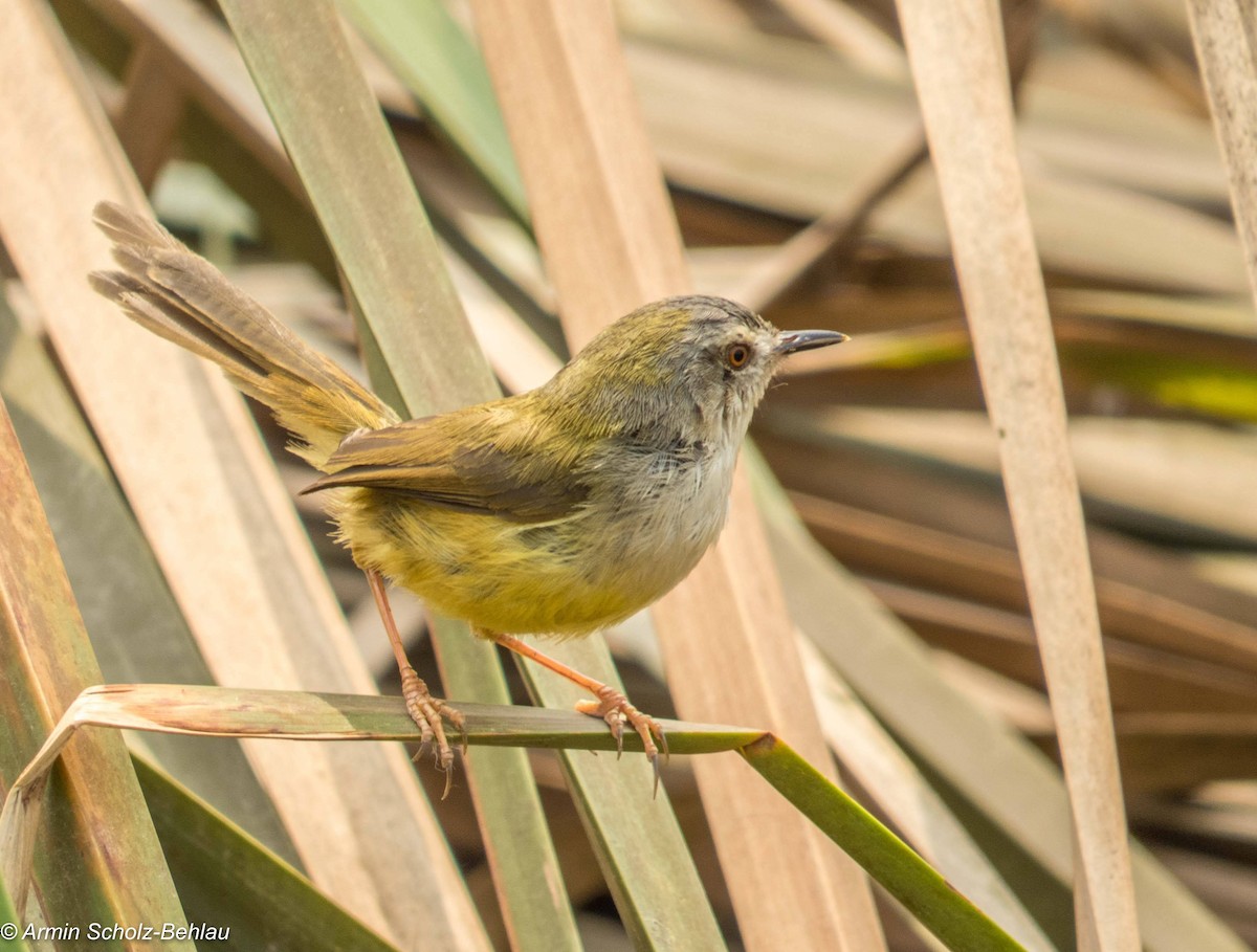 Yellow-bellied Prinia (Yellow-bellied) - ML204692221