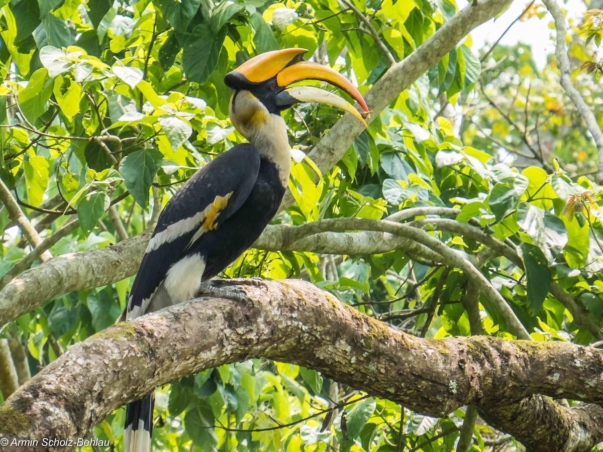 Great Hornbill - ML204692381