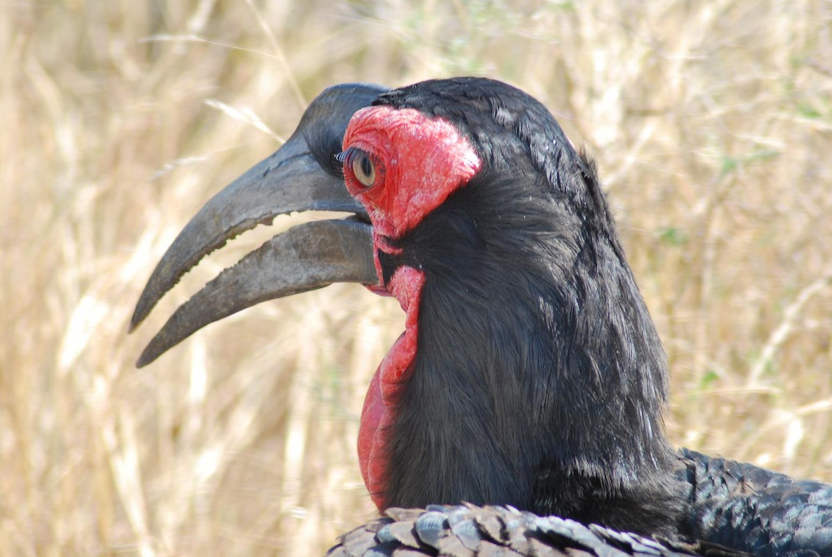 Southern Ground-Hornbill - ML204692651