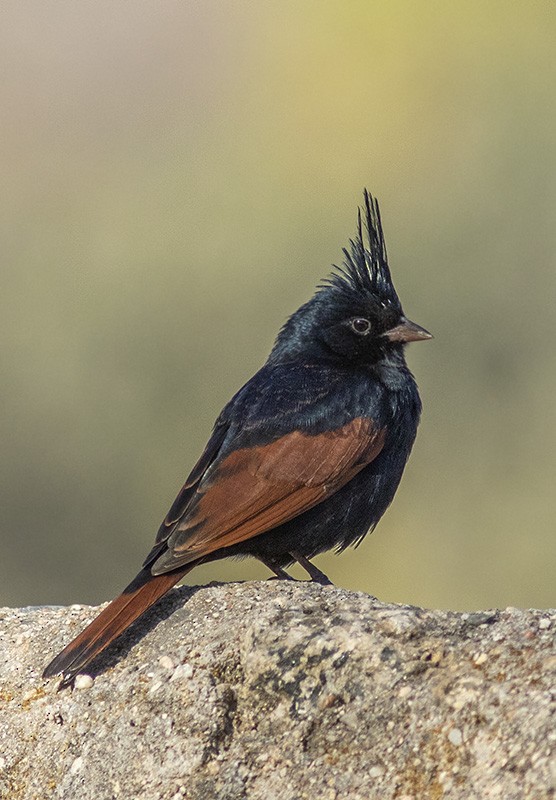 Crested Bunting - Solomon Sampath Kumar