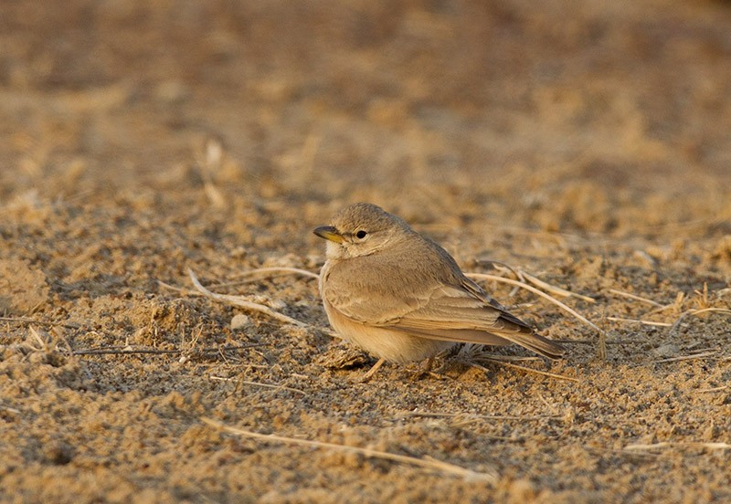 Desert Lark - Solomon Sampath Kumar