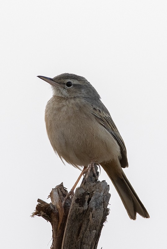 Long-billed Pipit (Persian) - Solomon Sampath Kumar