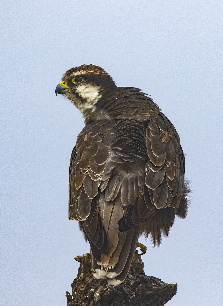 Falco laggar - ML204693391