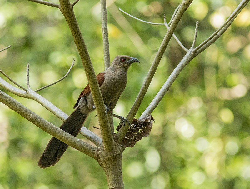 Andaman Coucal - ML204693441