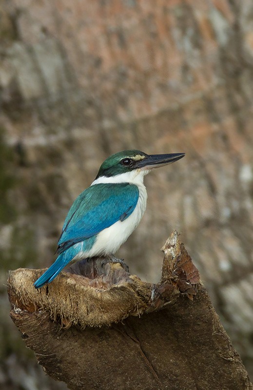 Collared Kingfisher (Oriental) - ML204693621