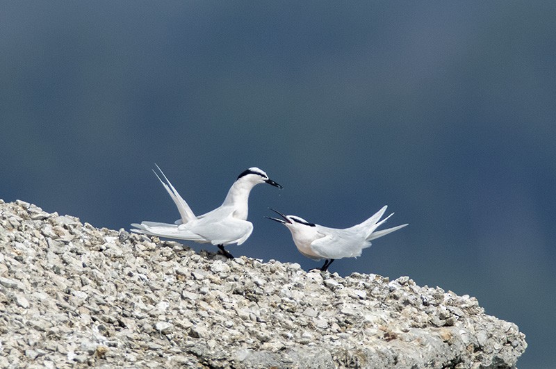 Black-naped Tern - ML204693641