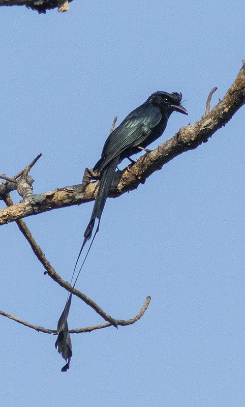 Greater Racket-tailed Drongo - ML204693691