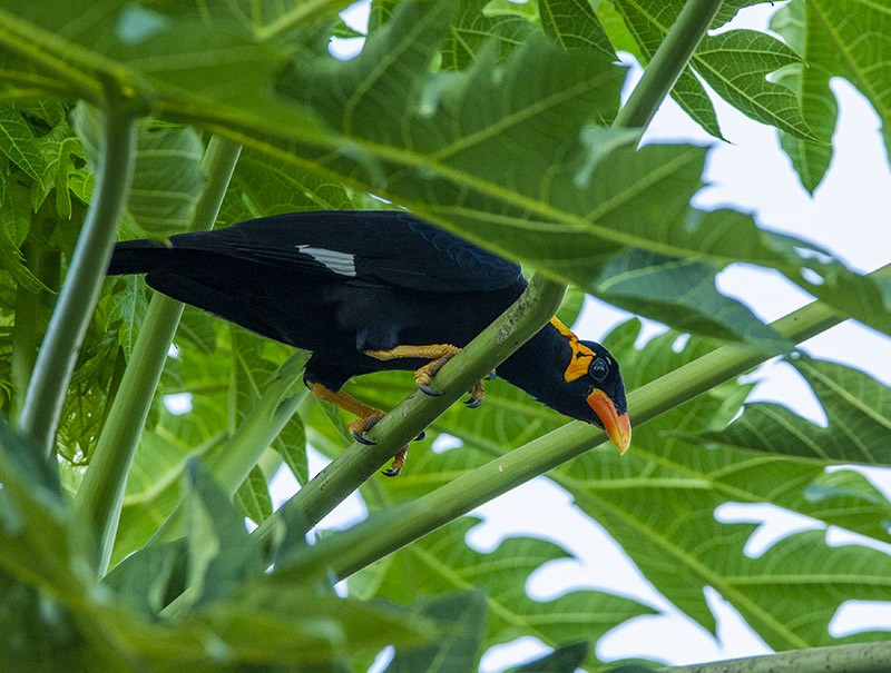 Common Hill Myna (Common) - ML204693741