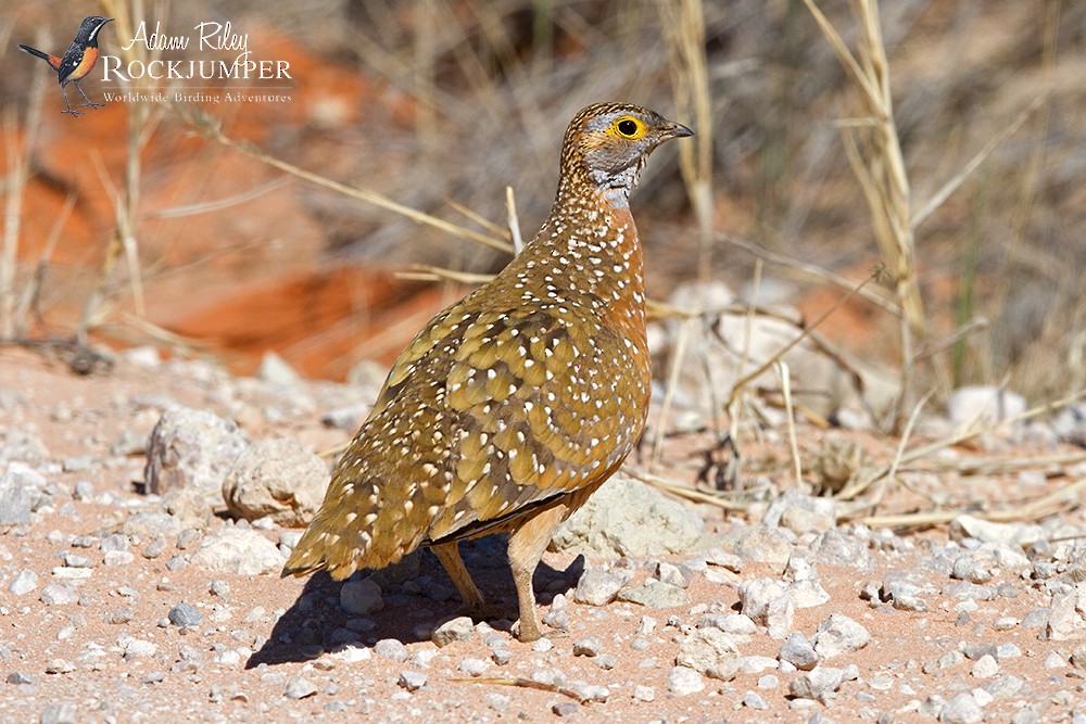 Burchell's Sandgrouse - ML204693761