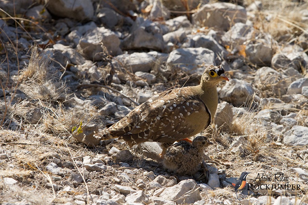 Double-banded Sandgrouse - ML204693851