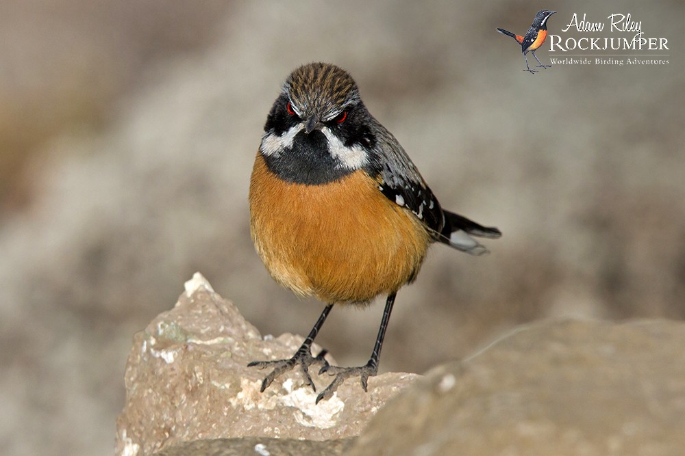 Drakensberg Rockjumper - ML204694101