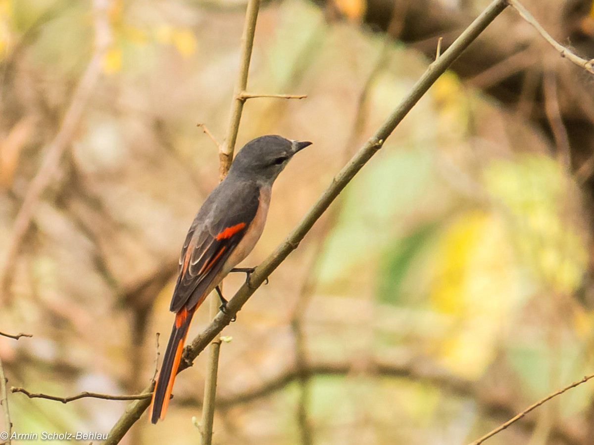 Rosy Minivet - ML204694161