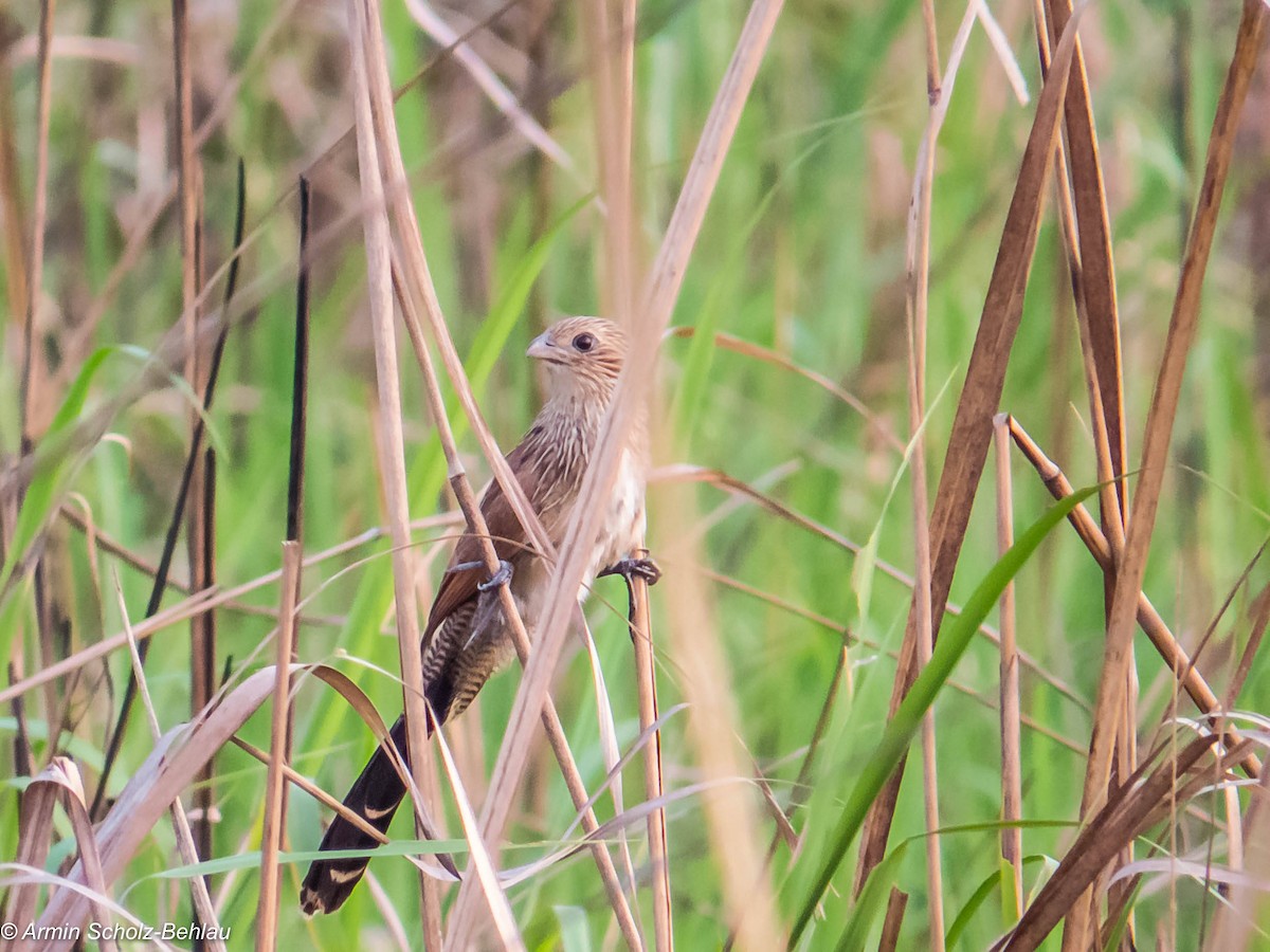 Lesser Coucal - ML204694211