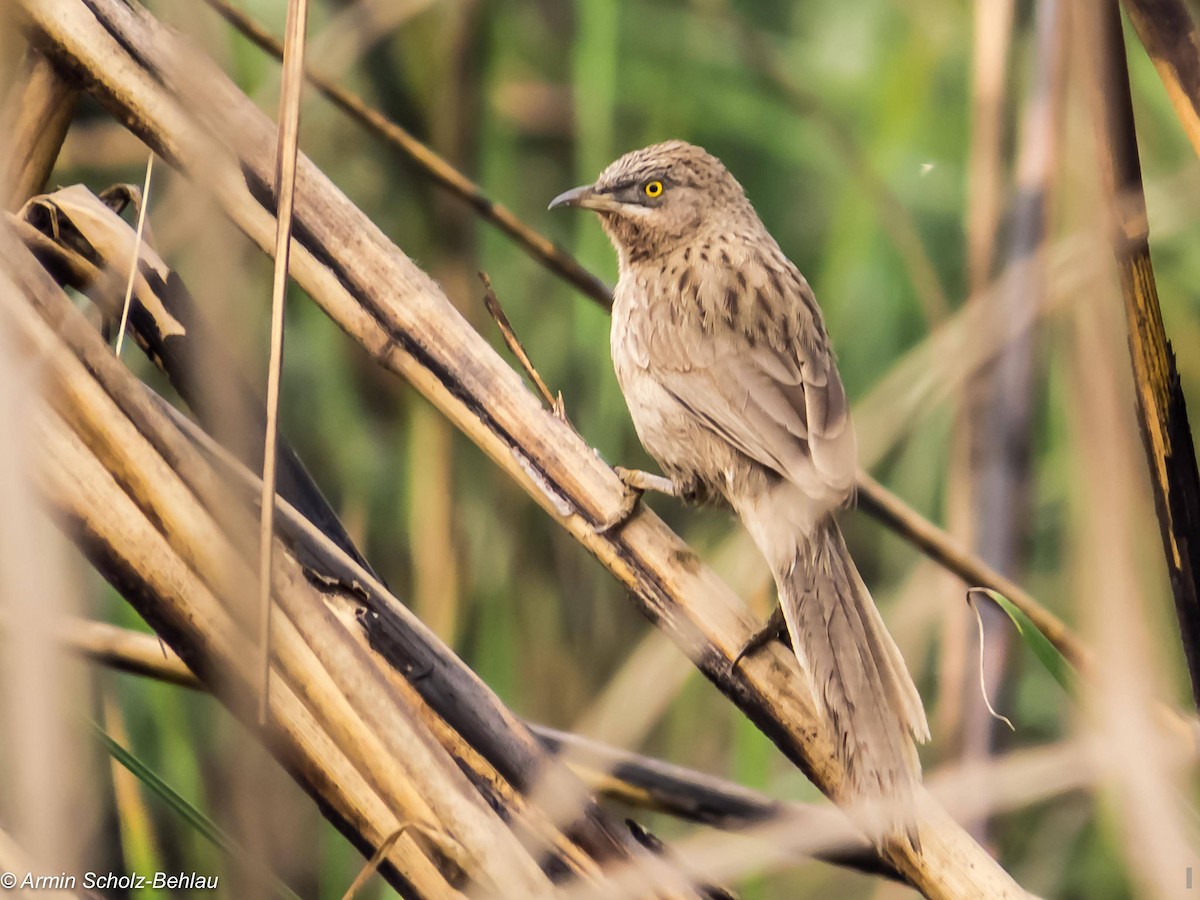Striated Babbler - ML204694241
