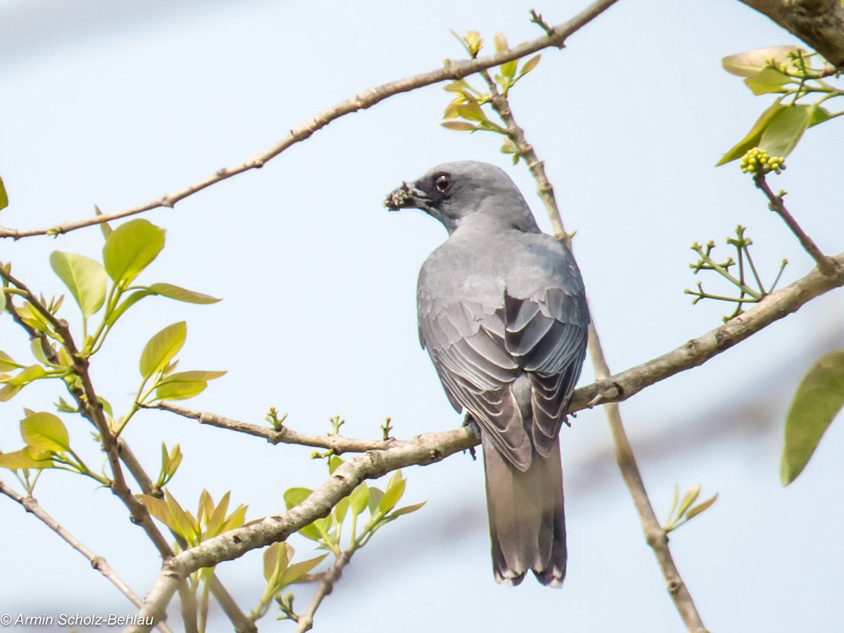 Oriental Cuckooshrike (Oriental) - ML204694251
