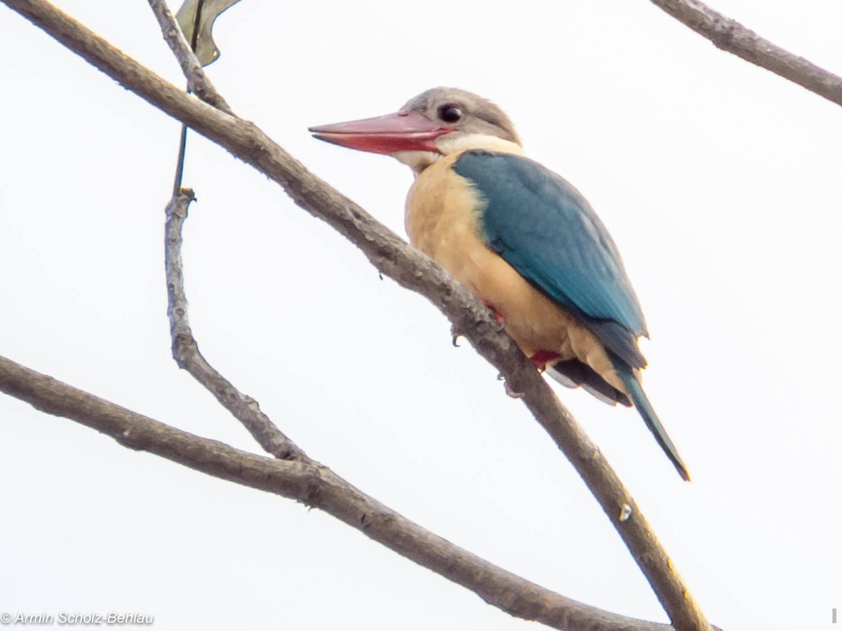 Stork-billed Kingfisher - ML204694301