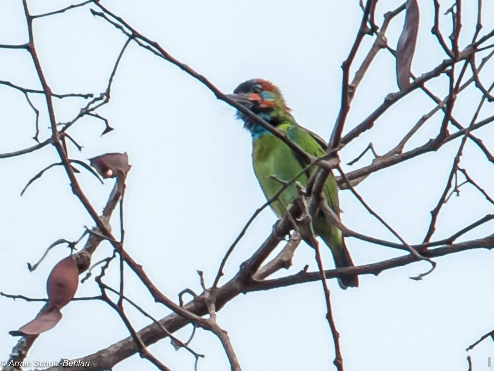 Blue-eared Barbet - ML204694421