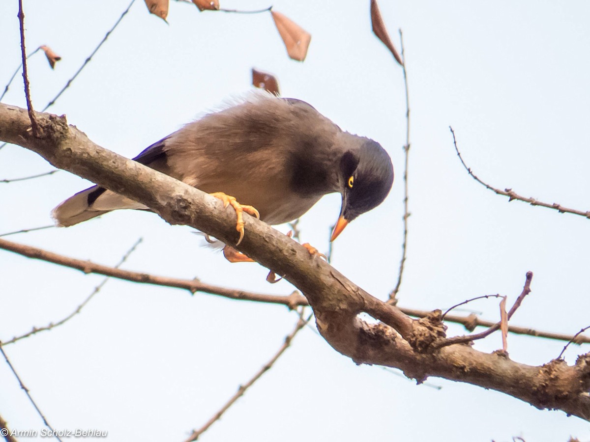 Great Myna - ML204694471