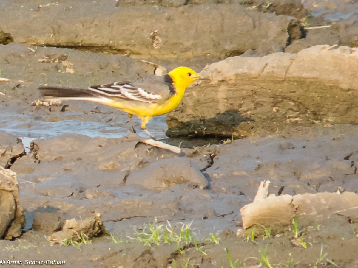 Citrine Wagtail (Gray-backed) - ML204694551