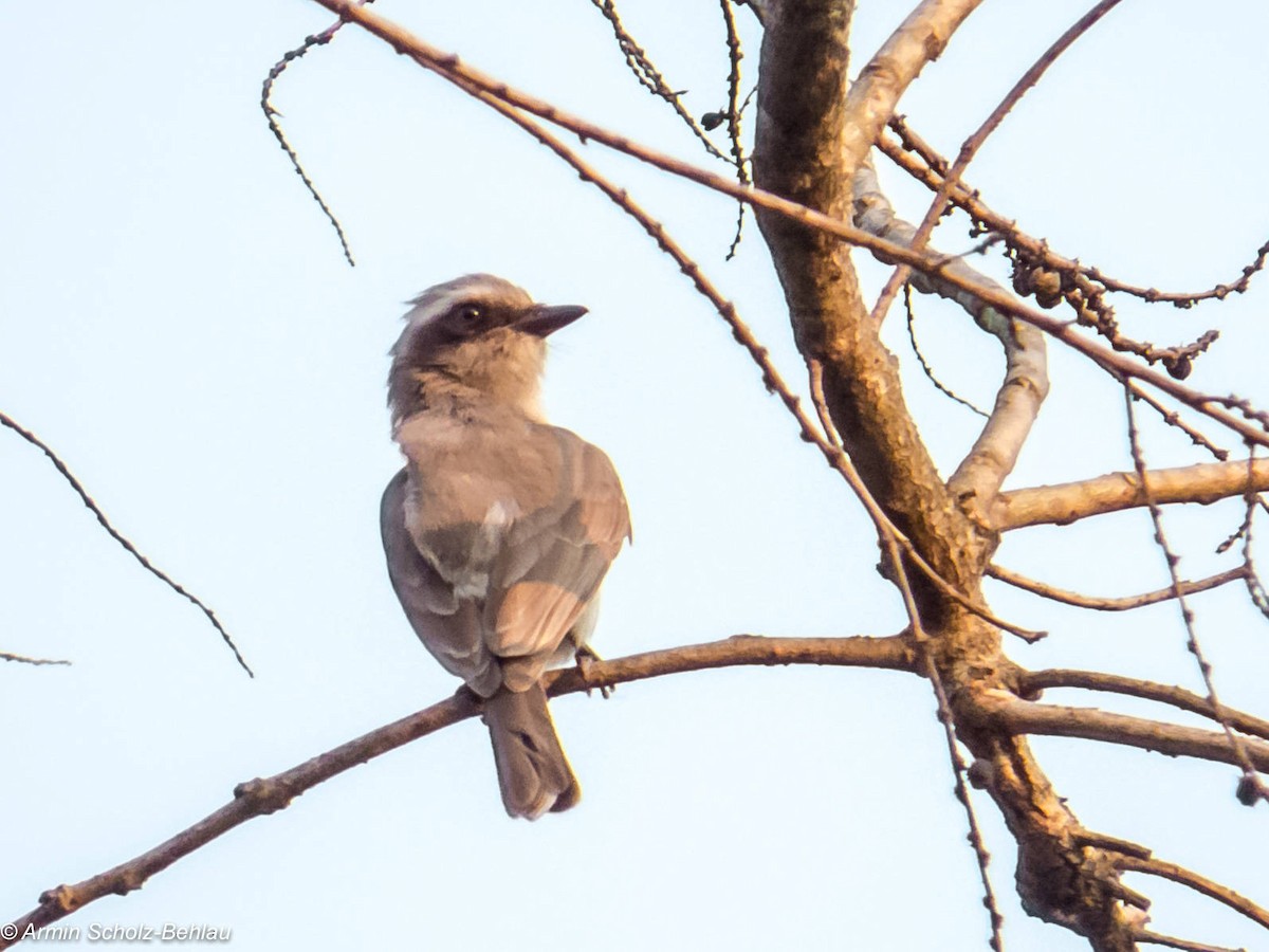 Common Woodshrike - ML204694561