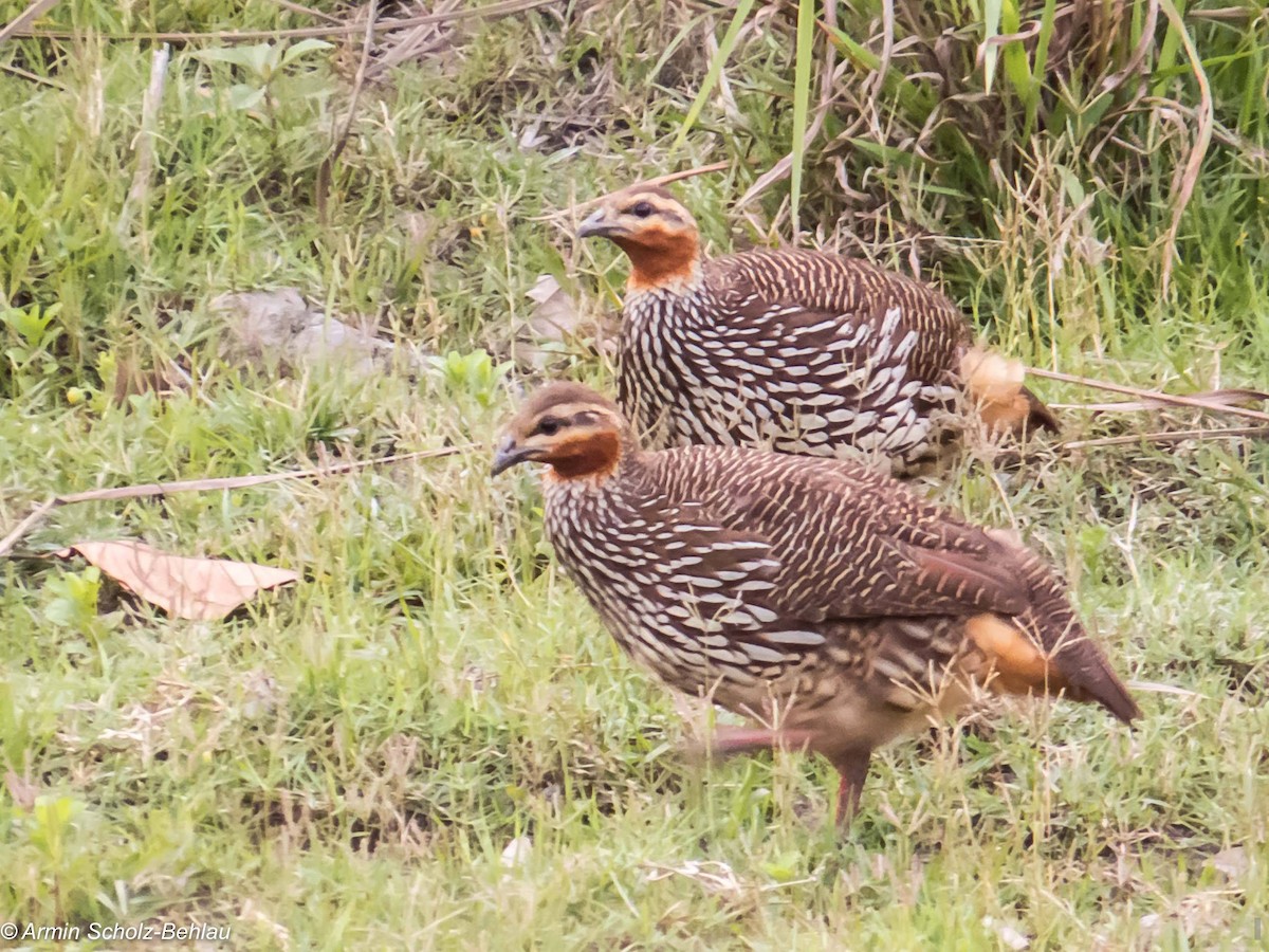 Swamp Francolin - Armin Scholz-Behlau