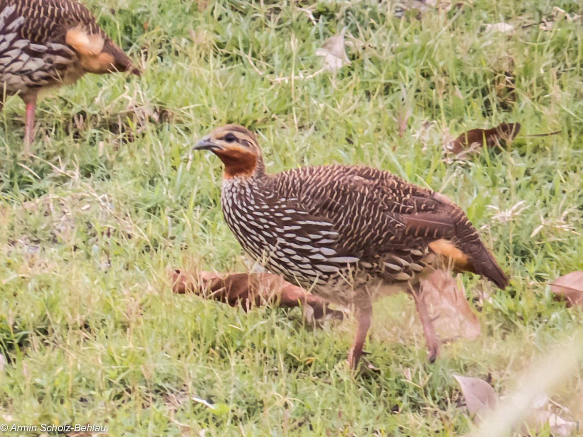 Swamp Francolin - ML204694591