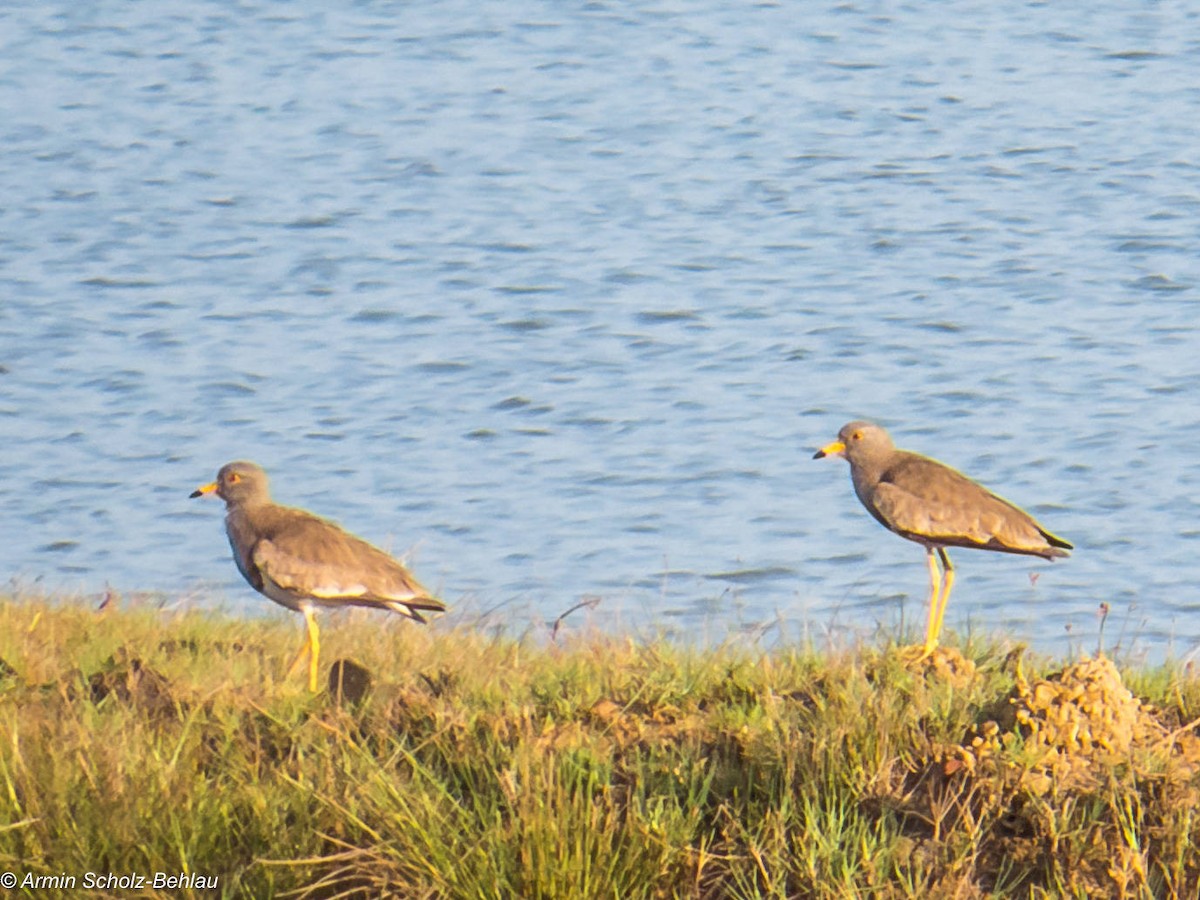 Gray-headed Lapwing - ML204694641