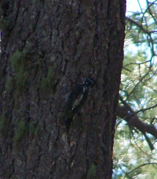American Three-toed Woodpecker - ML20469471
