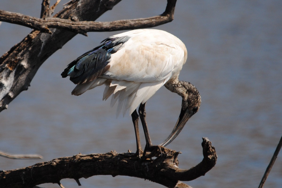 African Sacred Ibis - ML204694781