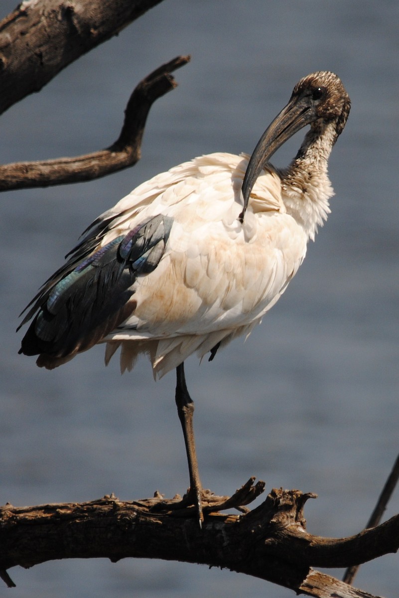 African Sacred Ibis - ML204694791