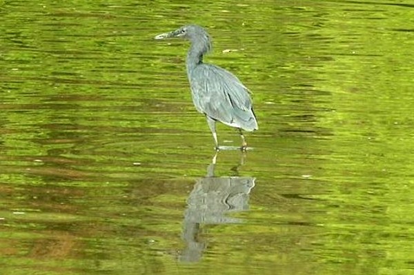 Black Heron - ML204694901