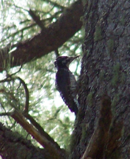 American Three-toed Woodpecker - ML20469491