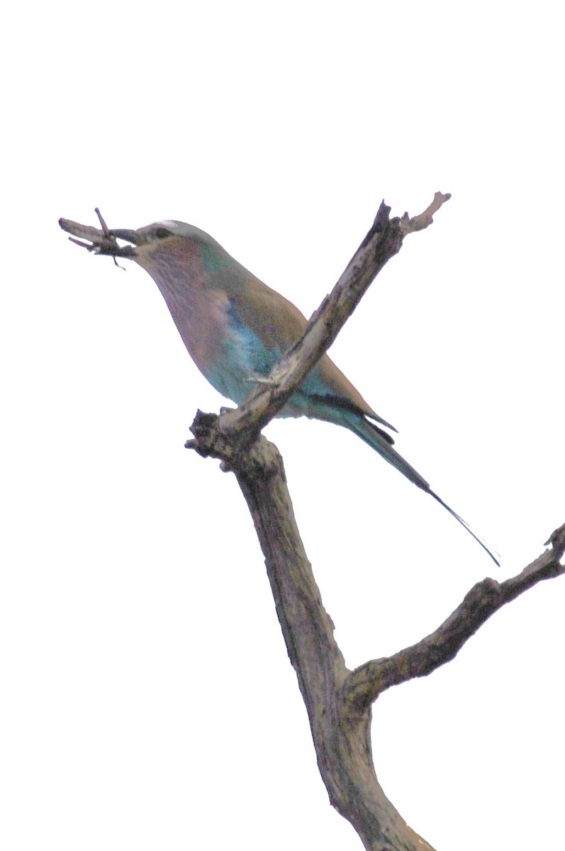 Lilac-breasted Roller - ML204694961