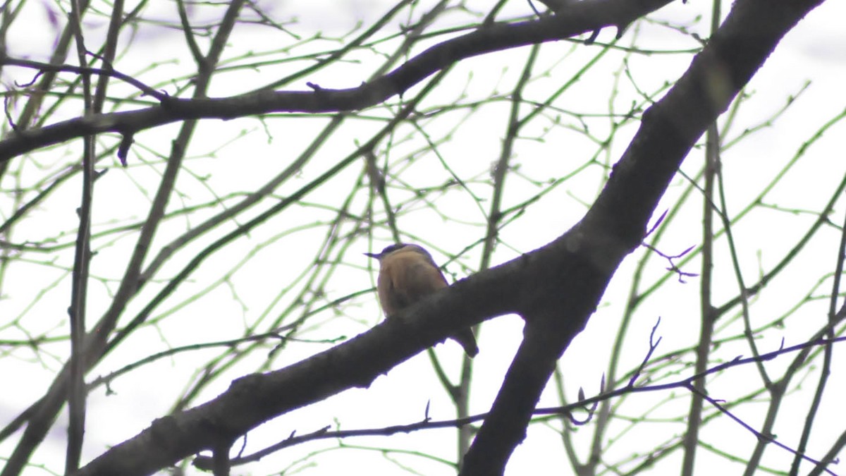 Eurasian Nuthatch - ML20469521
