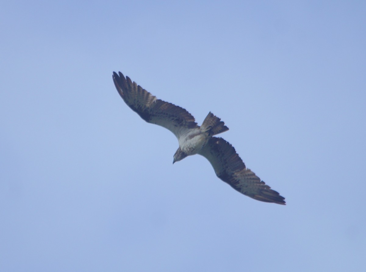 Osprey - ML204695281