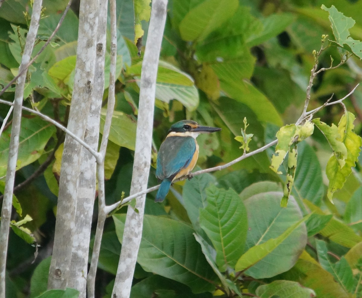 Sacred Kingfisher - ML204695291