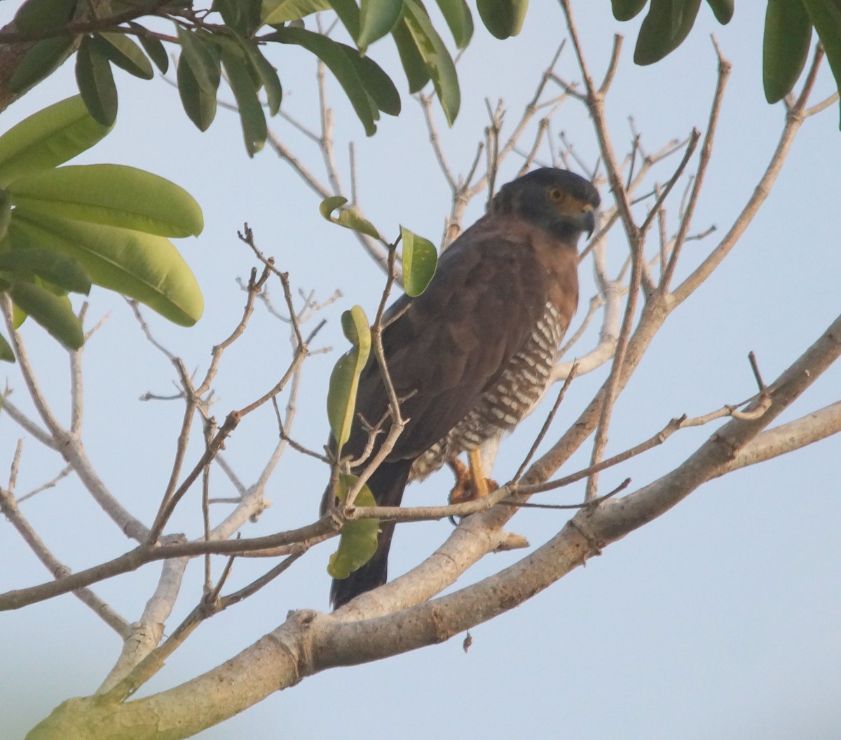 Sulawesi Serpent-Eagle - ML204695301