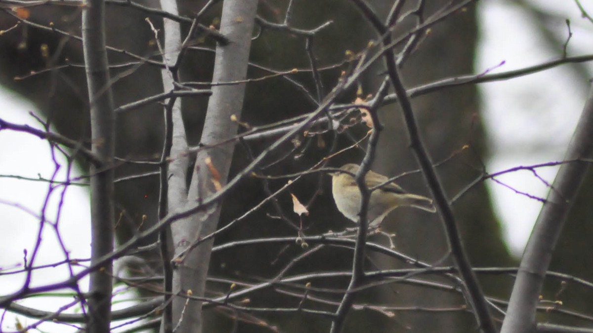 Common Chiffchaff - ML20469531