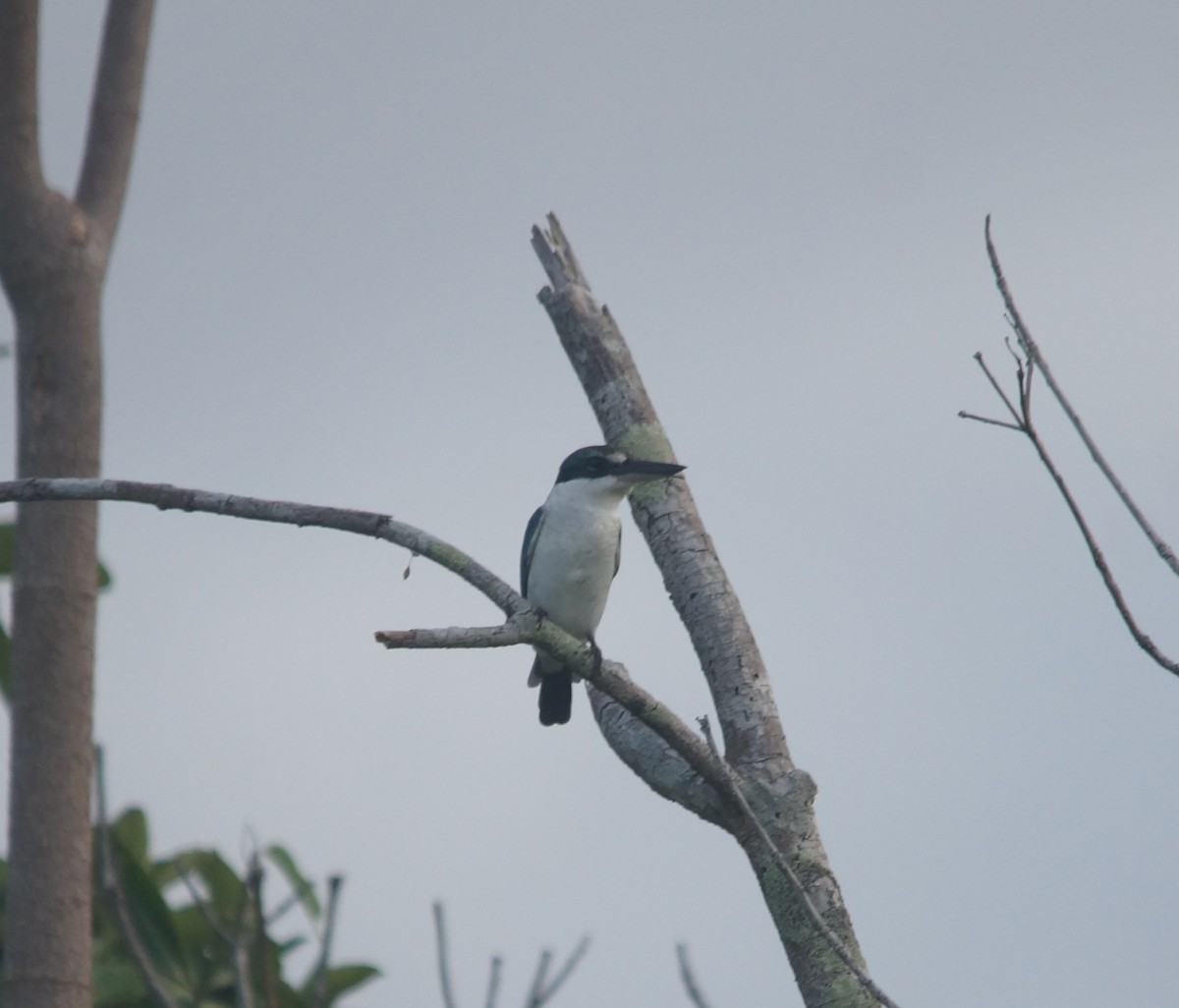 Collared Kingfisher - ML204695311
