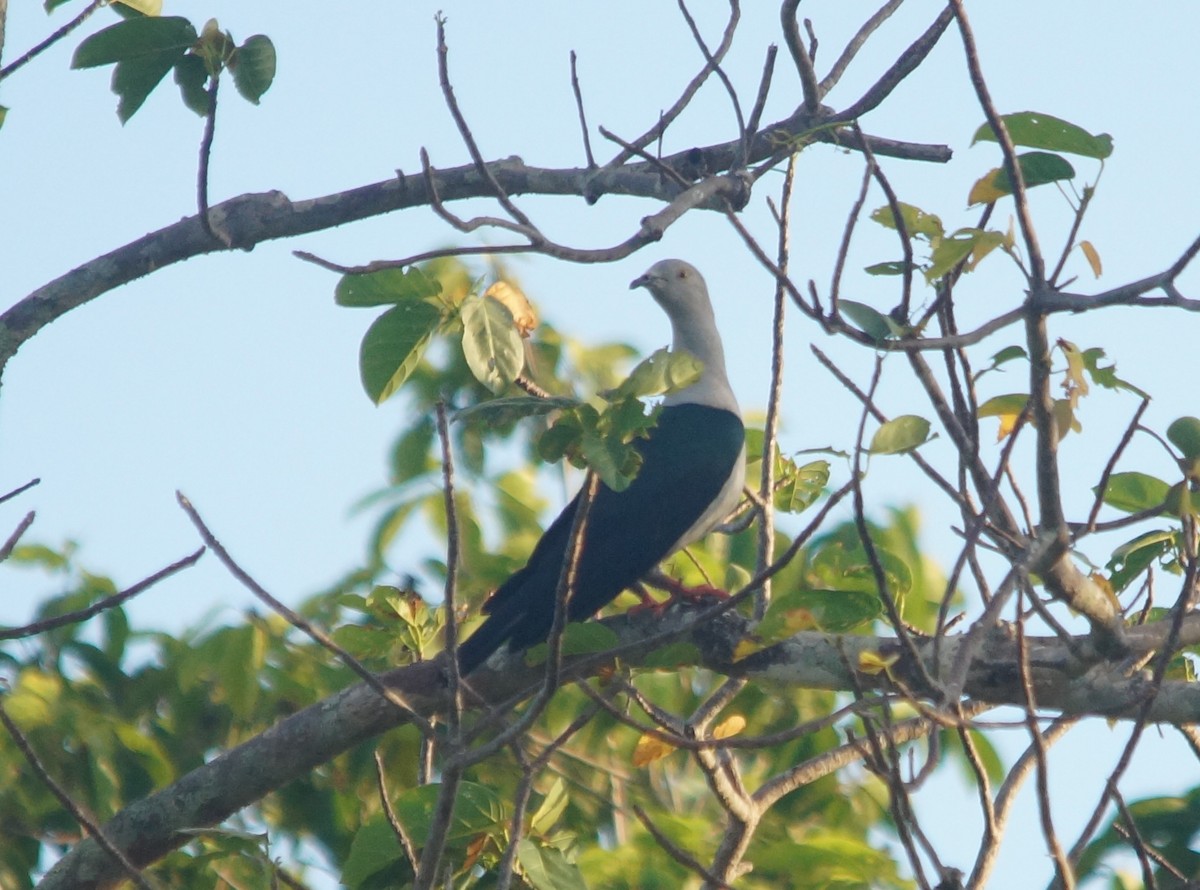 Elegant Imperial-Pigeon - ML204695321