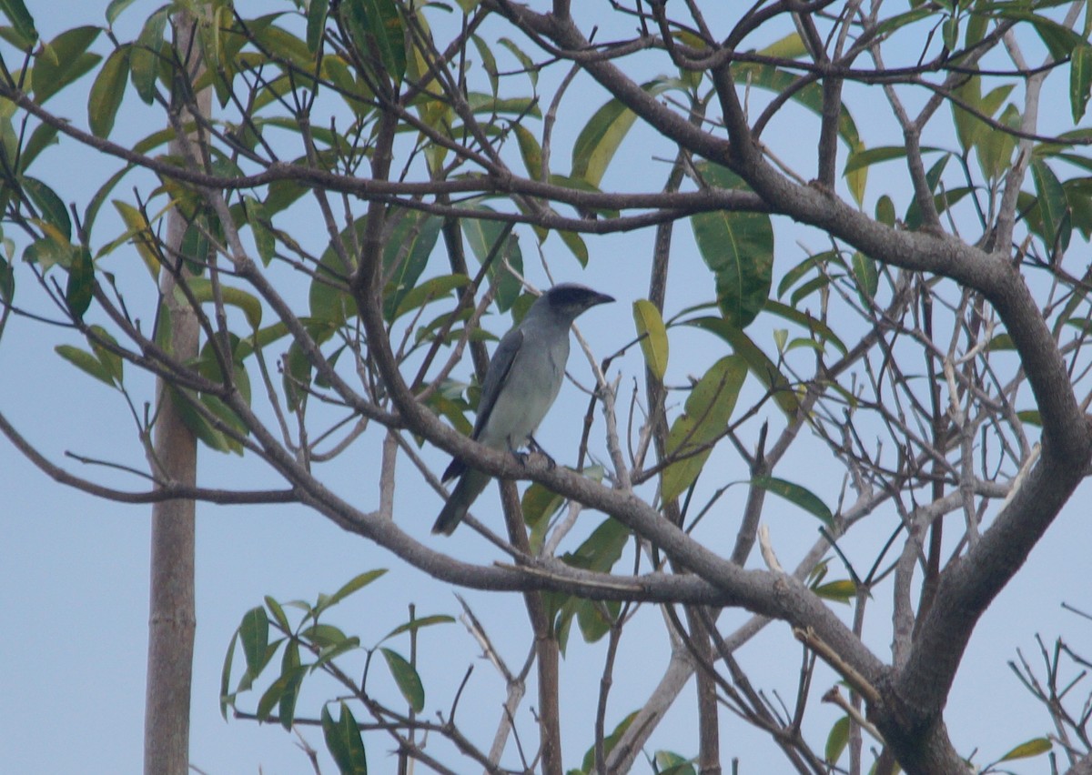 Black-faced Cuckooshrike - ML204695341