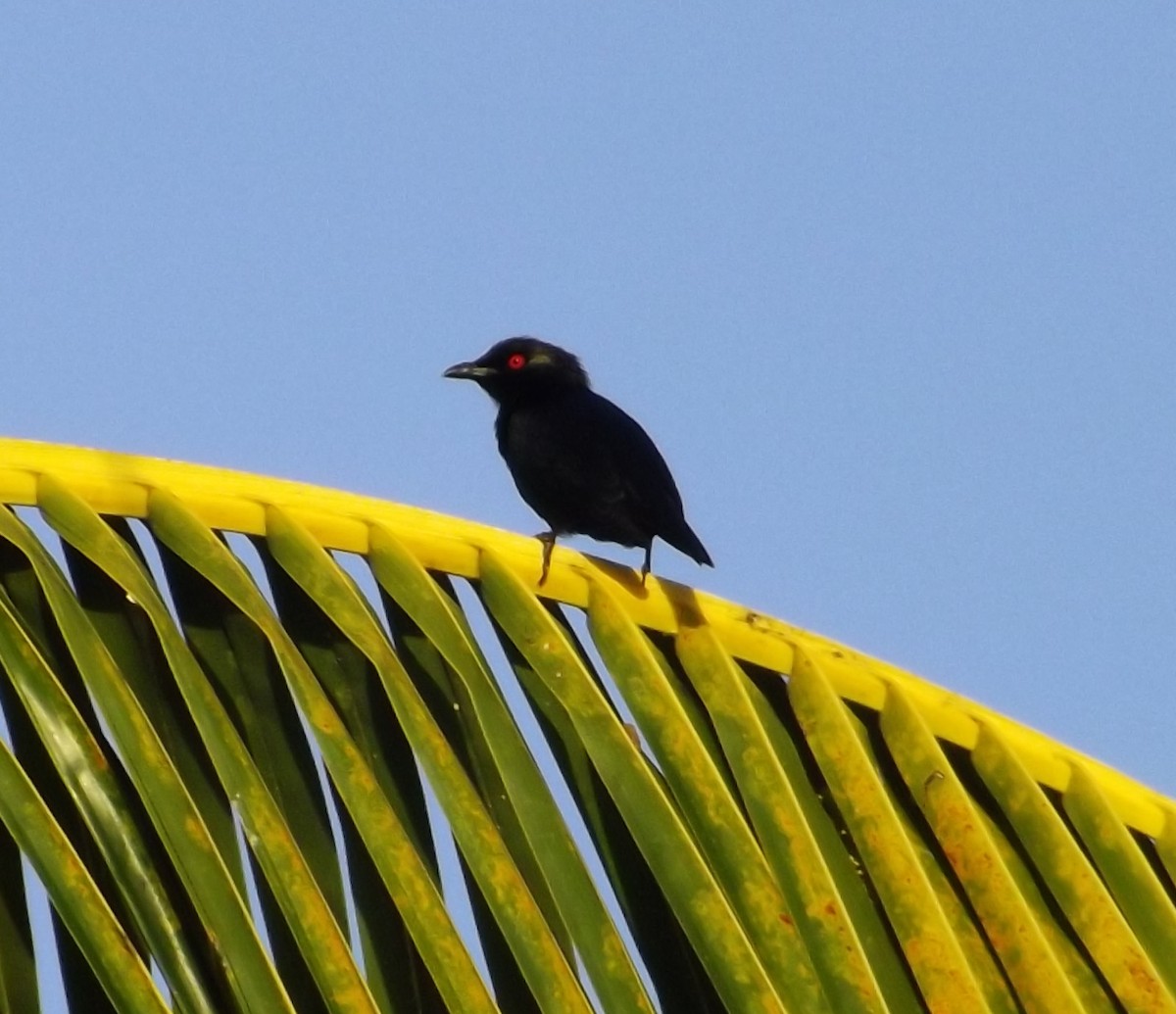 Short-tailed Starling - ML204695361