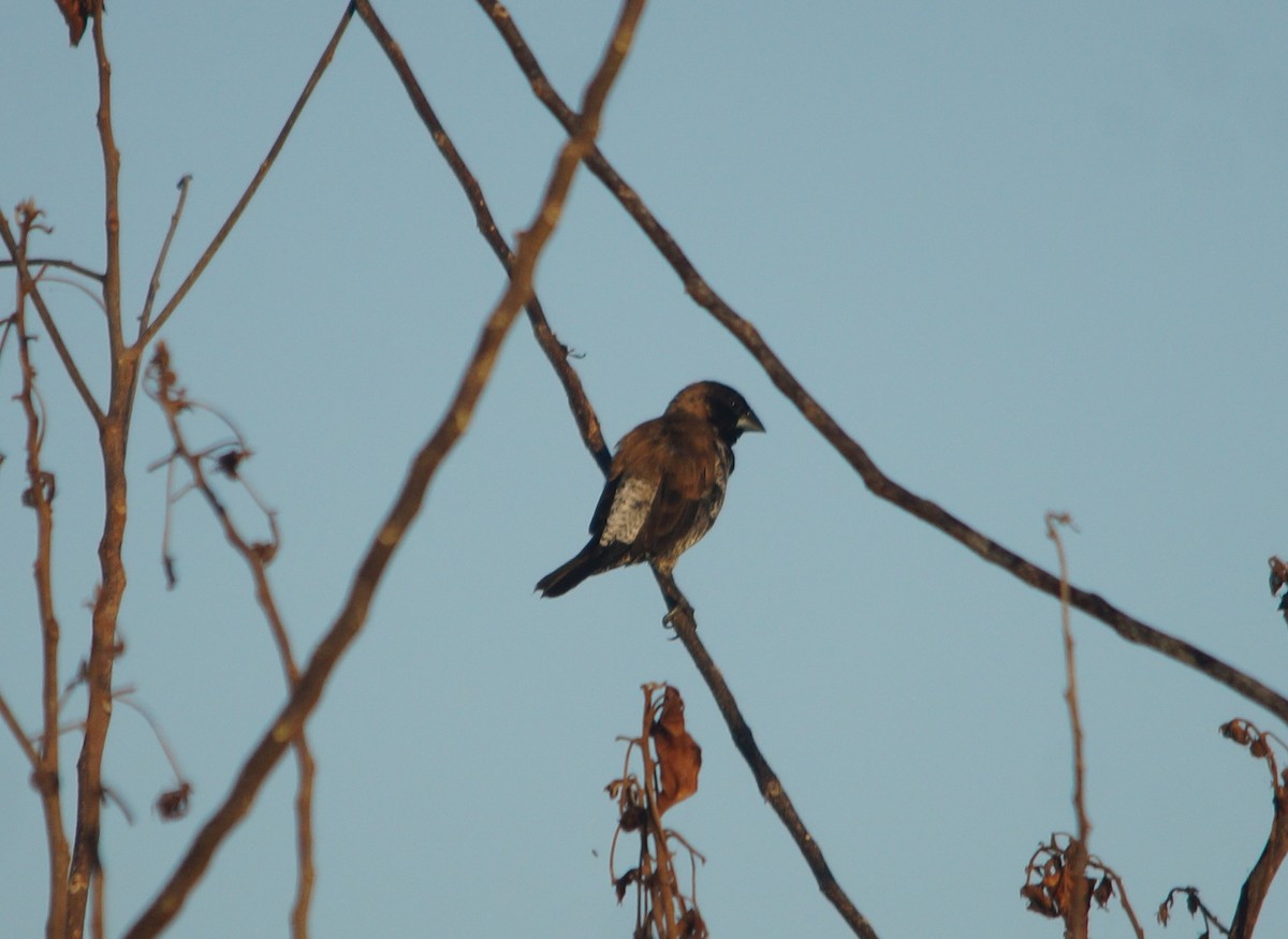 Black-faced Munia - ML204695371