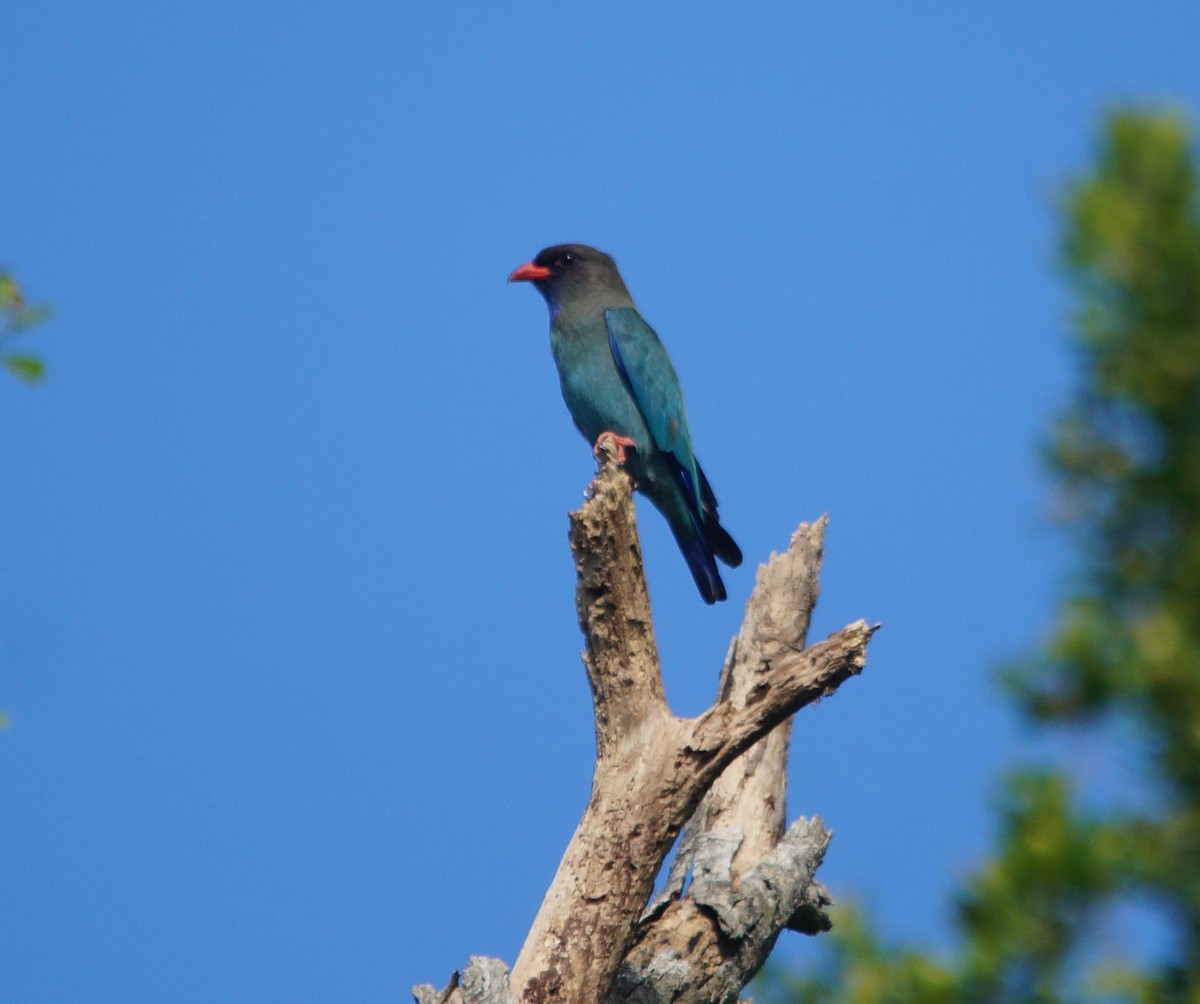 Dollarbird - ML204695381