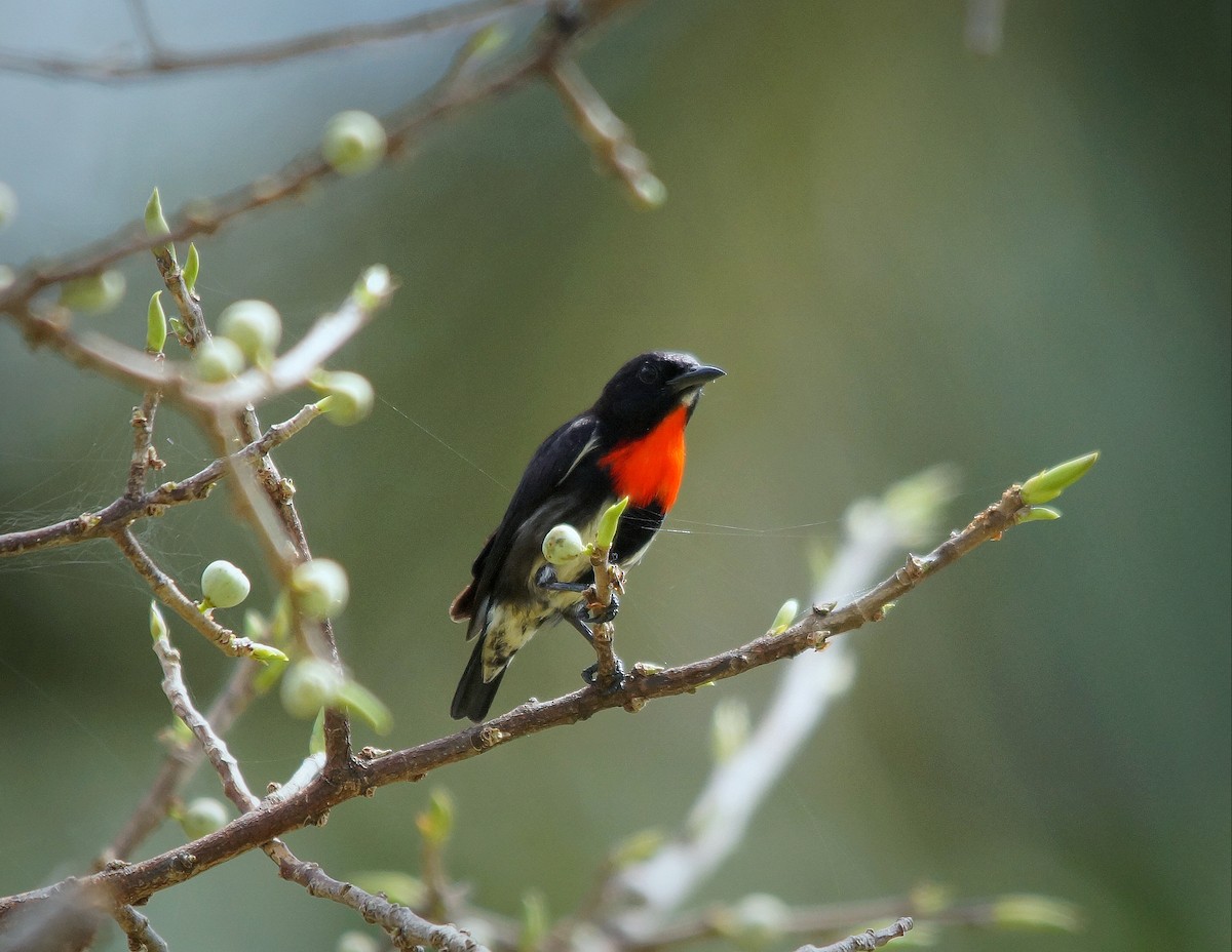 Gray-sided Flowerpecker - ML204695401