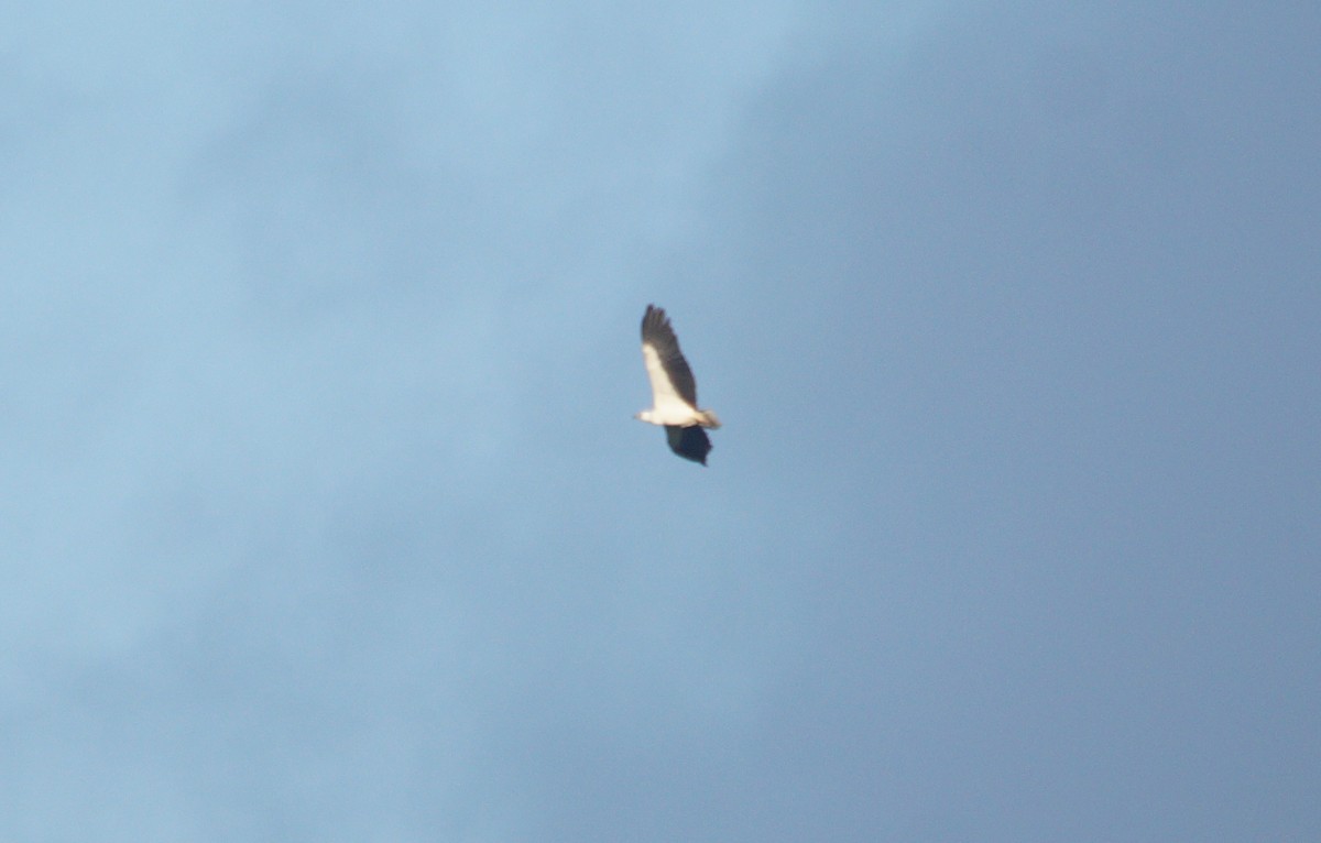 White-bellied Sea-Eagle - ML204695421